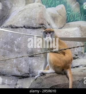 Patas-Affe sitzt auf einem Felsen in seinem Käfig im Como Park Zoo und Conservatory in St. Paul, Minnesota, USA. Stockfoto