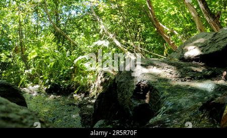 Waldquelle oder Wasserlauf im Sommer, grünes Laub, hohe Bäume und Felsen - Foto der Natur Stockfoto