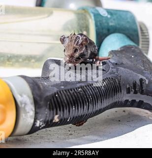 Eine vor dem Ertrinken rettete Maus trocknet in der Sonne im Garten, ängstlich, aber süß Stockfoto