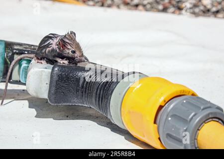 Eine vor dem Ertrinken rettete Maus trocknet in der Sonne im Garten Stockfoto