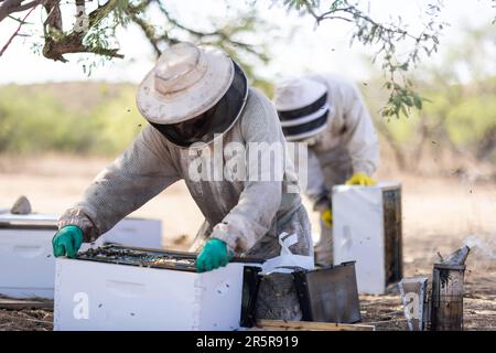 Zwei Männer, die Schutzanzüge tragen, transportieren Honigbienenschalen von einem Bienenstock in einen anderen Stockfoto