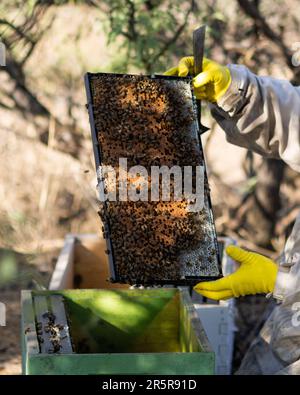Ein Imker inspiziert einen aktiven Bienenstock Stockfoto