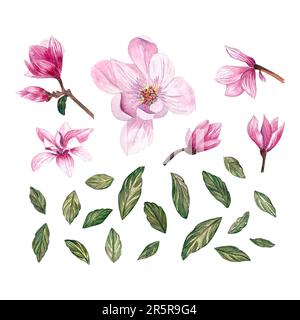 Ein Set wässriger Magnolienblüten und Blätter. Isolierte Elemente mit Magnolienblüten, Ästen und Blättern. Stockfoto