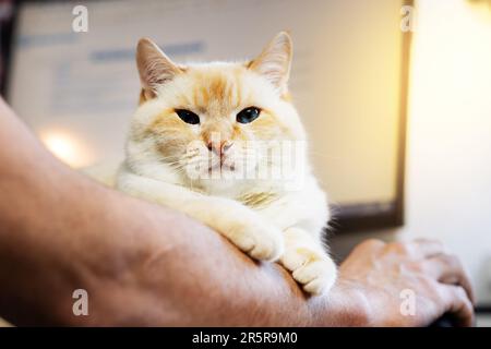 Die dicke, wunderschöne, rot-weiße, glückliche Katze, die auf der Hand des Besitzers ruht Stockfoto