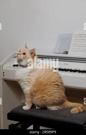 Eine fette, ernsthafte Katze sitzt auf einer Bank und will nicht Klavier spielen lernen Stockfoto