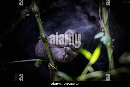 Detail eines Gorillafußes, mit den Ziffern und dem gegenüberliegenden großen Zeh. Berggorilla, Gorilla, Gorilla beringei beringei, im Bwindi unpenetrable F Stockfoto