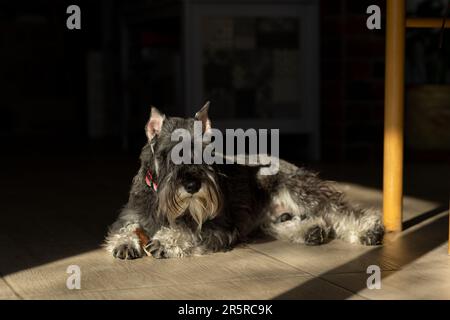 Der Hund liegt auf dem Boden und sonnt sich in der Sonne Stockfoto