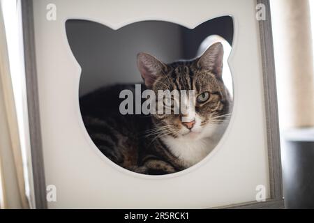 Hauskatze mit klassischem Tabby-Mantel und weißer Brust, die in einem Katzenbaum-Kasten sitzt und in die Kamera schaut Stockfoto