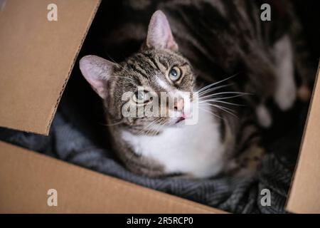 Hauskatze mit klassischem Tabby-Mantel und weißer Brust, sitzend und entspannend in einer Box Stockfoto