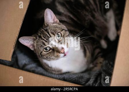 Hauskatze mit klassischem Tabby-Mantel und weißer Brust, sitzend und entspannend in einer Box Stockfoto