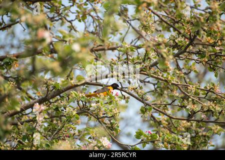 Balitmore-Oriole (Icterus galbula)-Vogel auf einem blühenden Apfelbaum im Frühling Stockfoto