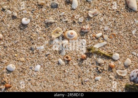 Der Sand mit Muscheln, die mit Sand und Kies bedeckt sind Stockfoto