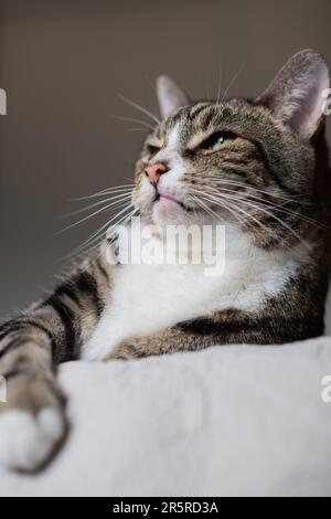 Hauskatze mit klassischem Tabby-Mantel und weißer Brust, die auf dem Bett liegt und von der Kamera wegblickt Stockfoto