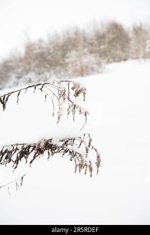 Ein schwarz-weißer Hund auf einer Skipiste, der an einem Ast steht und mit ausgestreckter Zunge nach oben schaut Stockfoto