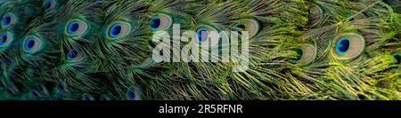 4x1-Banner für soziale Netzwerke und Websites. Farbenfrohe Nahaufnahme des Pfauenschwanzes Stockfoto