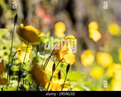 Walisischer Mohn in Ambleside, Lake District, Großbritannien. Stockfoto