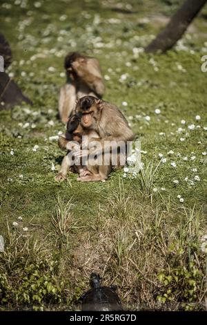 Zwei Primaten genießen einen friedlichen Moment in der Natur, während einer von ihnen ein Baby in seinen Armen wiegt Stockfoto