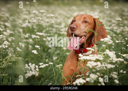 Ein Hund der ungarischen Vizsla-Rasse genießt das Leben auf einer grünen Wiese mit weißen Blumen Stockfoto
