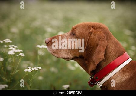 Ein Hund der ungarischen Vizsla-Rasse genießt das Leben auf einer grünen Wiese mit weißen Blumen Stockfoto