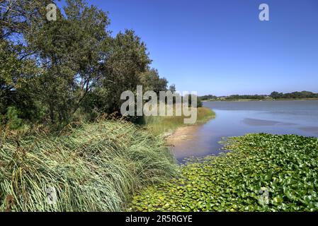 Quiaios, Portugal - 14. August 2022: Blick auf die Lagune Lagoa das Bracas mit Bäumen, Schilf, Schlammflächen und schwimmenden Pflanzen Stockfoto