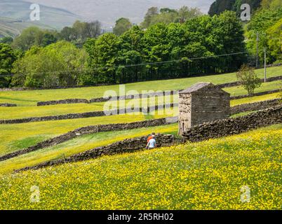 Menschen spazieren durch traditionelle Heuwiesen mit Kuhställen in der Nähe von Muker, Swaledale, Yorkshire Dales, Großbritannien. Stockfoto