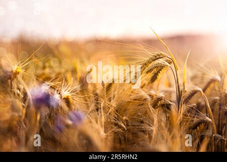 Goldene Gerstenohren auf einem Feld bei Sonnenuntergang Stockfoto