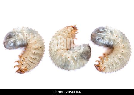 Bild von drei Madenwürmern, isoliert auf weißem Hintergrund. Larven in der Nähe. Proteinquelle. Entomologie. Nahrung der Zukunft. Hochwertiges Foto Stockfoto