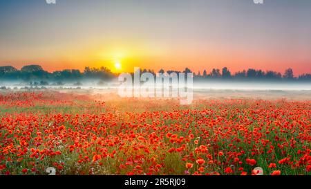 Ein nebiger Sonnenaufgang auf einem Mohnfeld in Dänemark Stockfoto