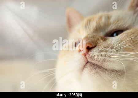 Breites, dreistes Grinsen einer wunderschönen, dicken, blauäugigen Katze aus der Nähe Stockfoto