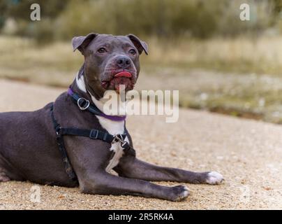 Ein Pit-Bull-Terrier-Hund, der sich auf dem Boden entspannt und mit ausgestreckter Zunge hängt Stockfoto