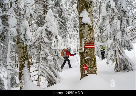 Frankreich, Ain Massif du Jura, Bellegarde, Plan d'Hotons, randonnée hivernale sur le Plateau de Retord, 1 randonneur en Ski de randonnée nordique sous la neige dans la forêt clairsemée du Crêt du Nu Stockfoto