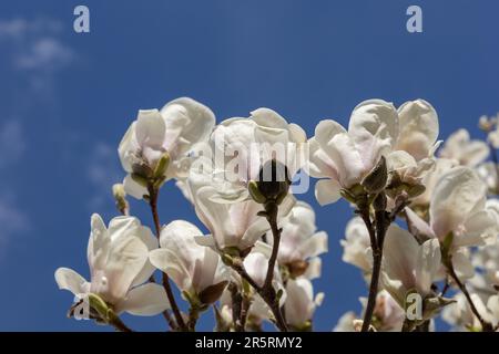 Großer blühender Magnolienbaum vor dem Hintergrund des Regenhimmels Stockfoto