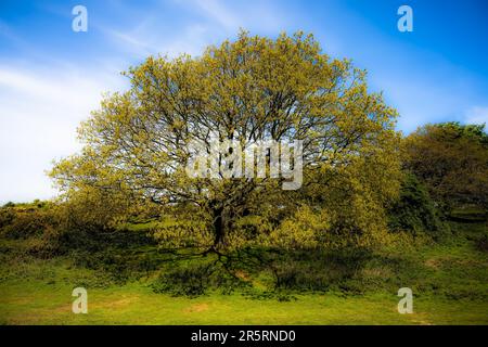 Cissbury Ring - West Sussex UK Stockfoto