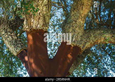 Portugal, Region Alentejo, Umgebung von Castelo de Vide, Korkeichen Stockfoto