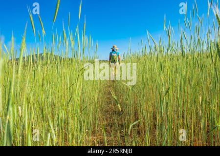 Portugal, Region Alentejo, Umgebung von Castelo de Vide, Roggenfeld Stockfoto