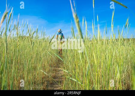 Portugal, Region Alentejo, Umgebung von Castelo de Vide, Roggenfeld Stockfoto