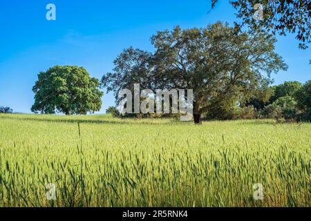 Portugal, Region Alentejo, Umgebung von Castelo de Vide, Roggenfeld Stockfoto