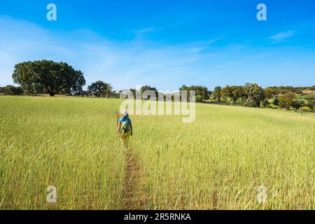 Portugal, Region Alentejo, Umgebung von Castelo de Vide, Roggenfeld Stockfoto