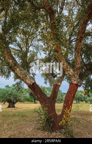 Portugal, Region Alentejo, Umgebung von Monsaraz, Korkeichen Stockfoto