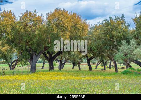 Portugal, Region Alentejo, Umgebung von Monsaraz, Korkeichen Stockfoto