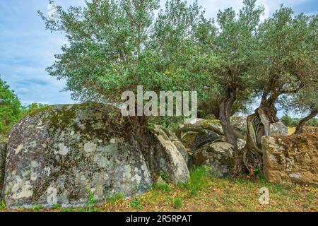 Portugal, Region Alentejo, Umgebung von Monsaraz, der Olivenanbau ist eine tausendjährige Tradition in Alentejo Stockfoto