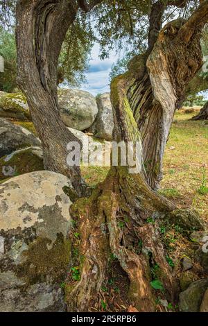 Portugal, Alentejo-Region, Umgebung von Monsaraz, Stämme sehr alter Olivenbäume Stockfoto