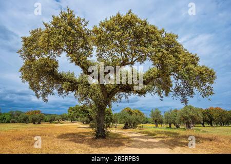 Portugal, Region Alentejo, Umgebung von Monsaraz, Eichen und Olivenbäume Stockfoto