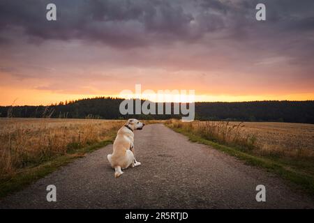Ein treuer Hund, der bei Sonnenuntergang wartet. Verlorener labrador-Retriever auf der Landstraße zwischen den Feldern. Stockfoto