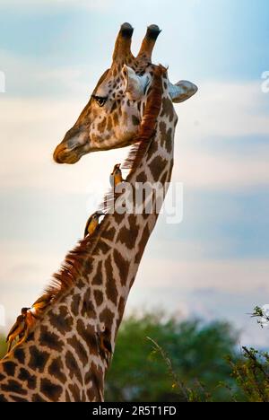 Kenia, Tsavo East National Park, männliche Maasai Giraffe (Giraffa tippelskirchi), Oxpeckers (Buphagus erythrorhynchus) am Hals. Stockfoto