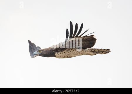 Sambia, Südluangwa Natioinal Park, Martial Eagle (Polemaetus bellicosus), im Flug Stockfoto