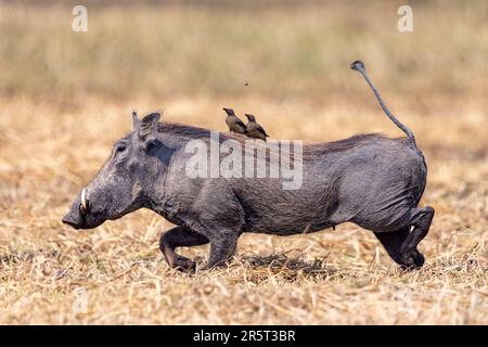 Sambia, Kafue Natioinal Park, Warthog (Phacochoerus africanus), mit Rotschnabeloxpecker (Buphagus erythrorynchus), in der Savanne Stockfoto