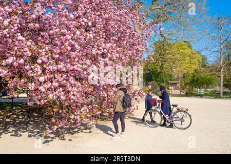 Frankreich, Paris, der Jardin des Plantes, Kirschblüte im Frühling Stockfoto