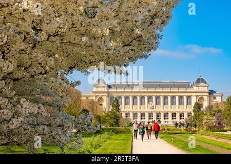 Frankreich, Paris, der Jardin des Plantes mit einem blühenden japanischen Kirschbaum (Prunus serrulata) im Vordergrund und die Grande Galerie des Naturkundemuseums Stockfoto