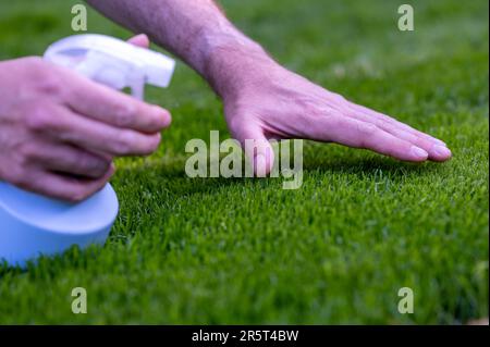 Symbol für die Pflege des Rasens. Der Mensch spritzt Wasser auf den Rasen und spürt die Feuchtigkeit. Stockfoto